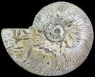 Silver Iridescent Ammonite - Madagascar #61503-1